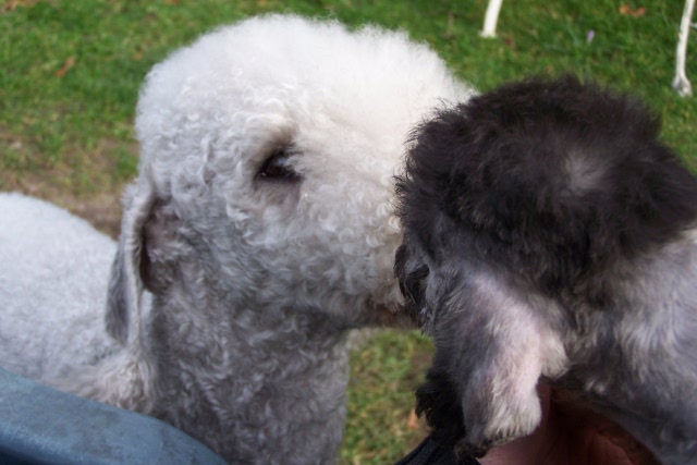 Unsere Hunde 03.02 (26).JPG